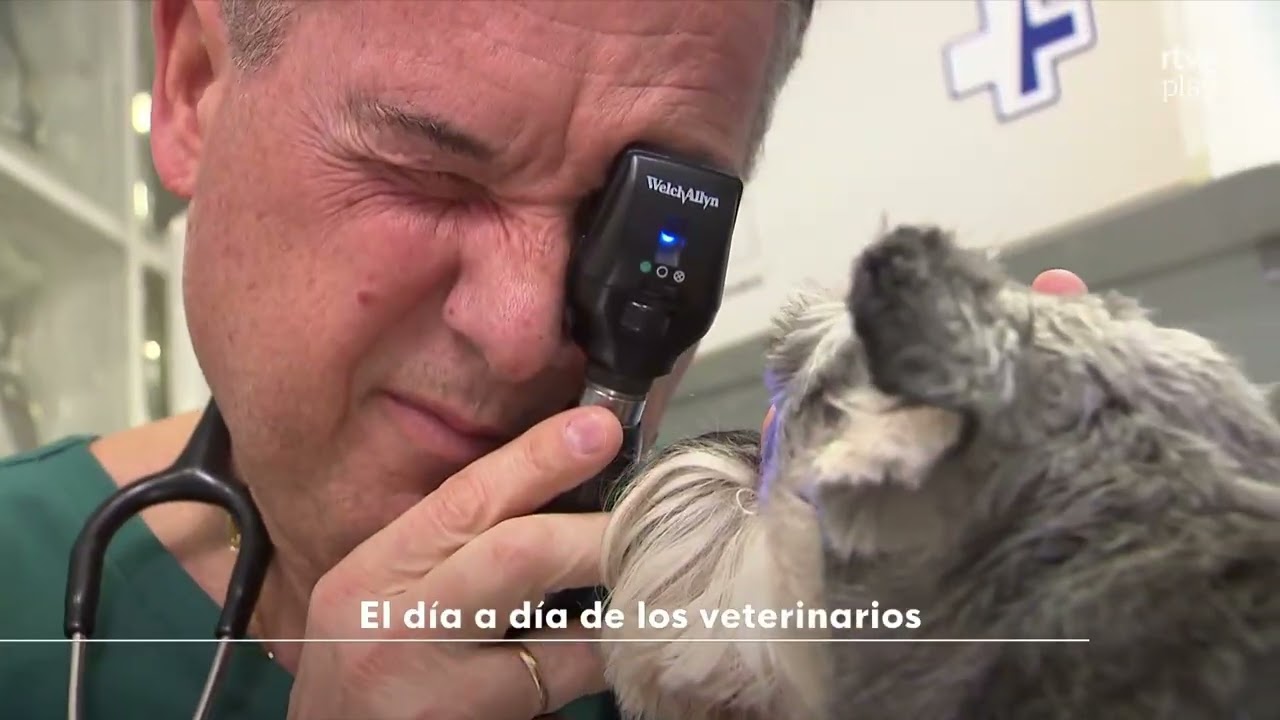El dia a dia de los veterinarios