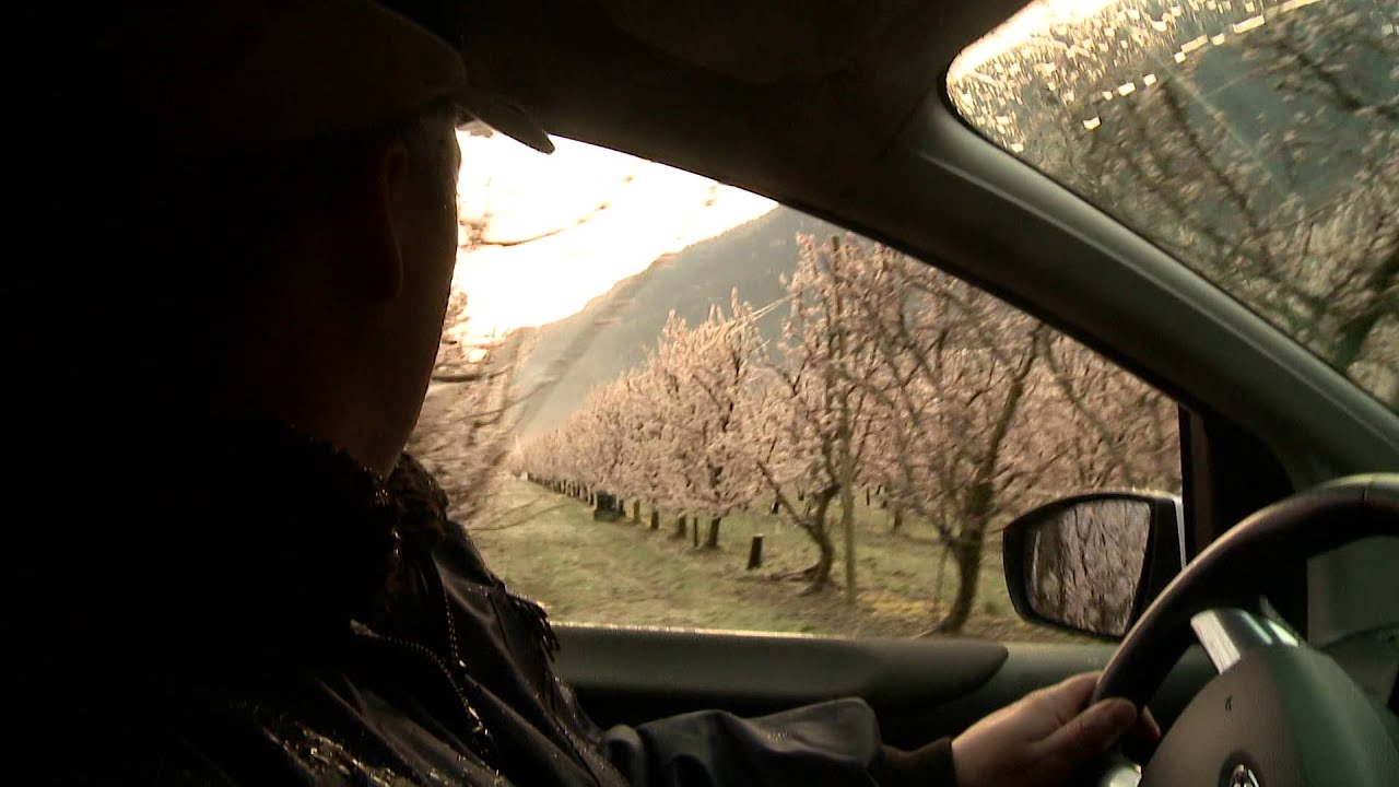 Dans les vergers, les producteurs protègent les abricots du gel