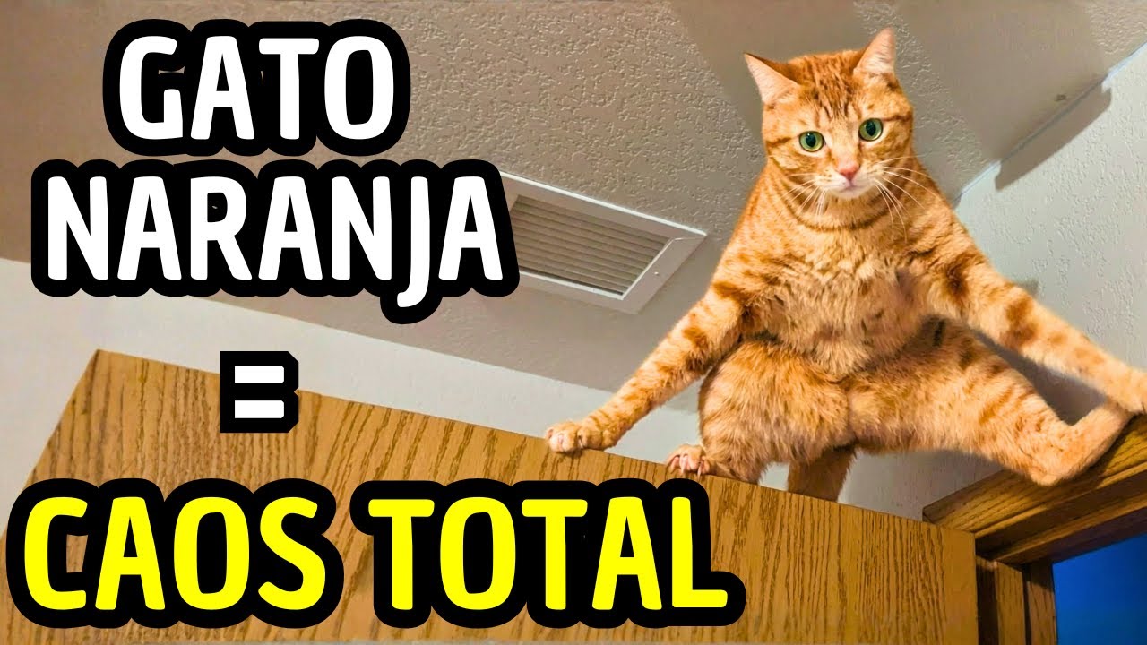 Gatos Naranjas: ¿Por qué se comportan como locos?