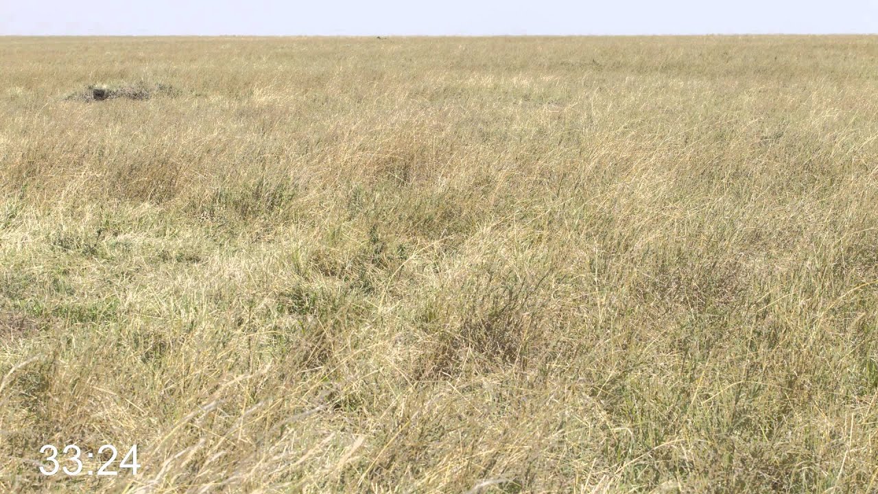 Can you spot the hidden animal?  #2 CHEETAH