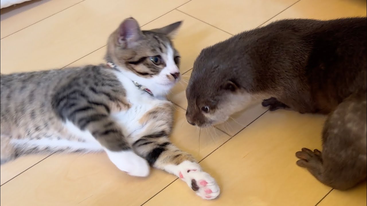 子猫と遊ぶカワウソと、子猫と抱き合う兄猫 A otter playing with a kitten, and an older cat cuddling with a kitten.