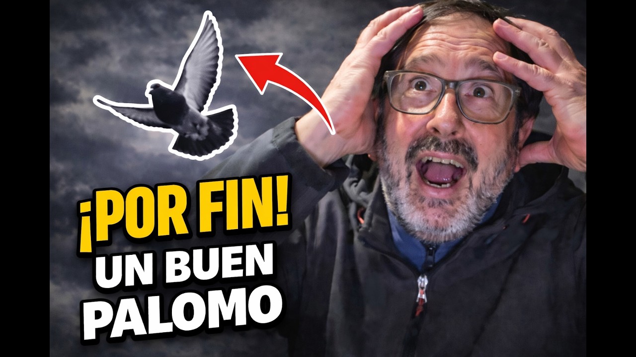 😱 ¡POR FIN! Vuelvo a ver un BUEN PALOMO 🕊️ (De los que hacen afición)