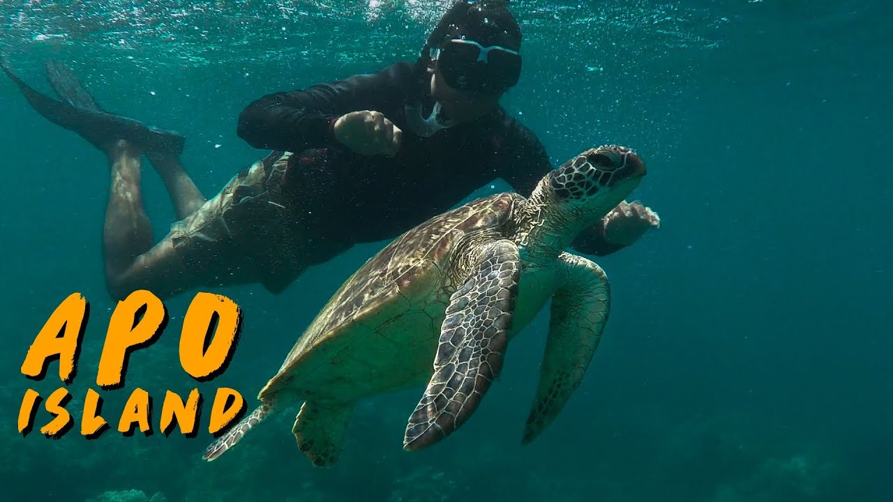 SWIMMING WITH GIANT TURTLES AT APO ISLAND