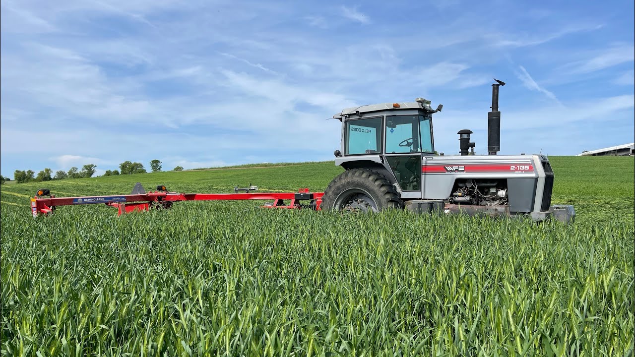 Triticale for silage! SUPER THICK CROP!