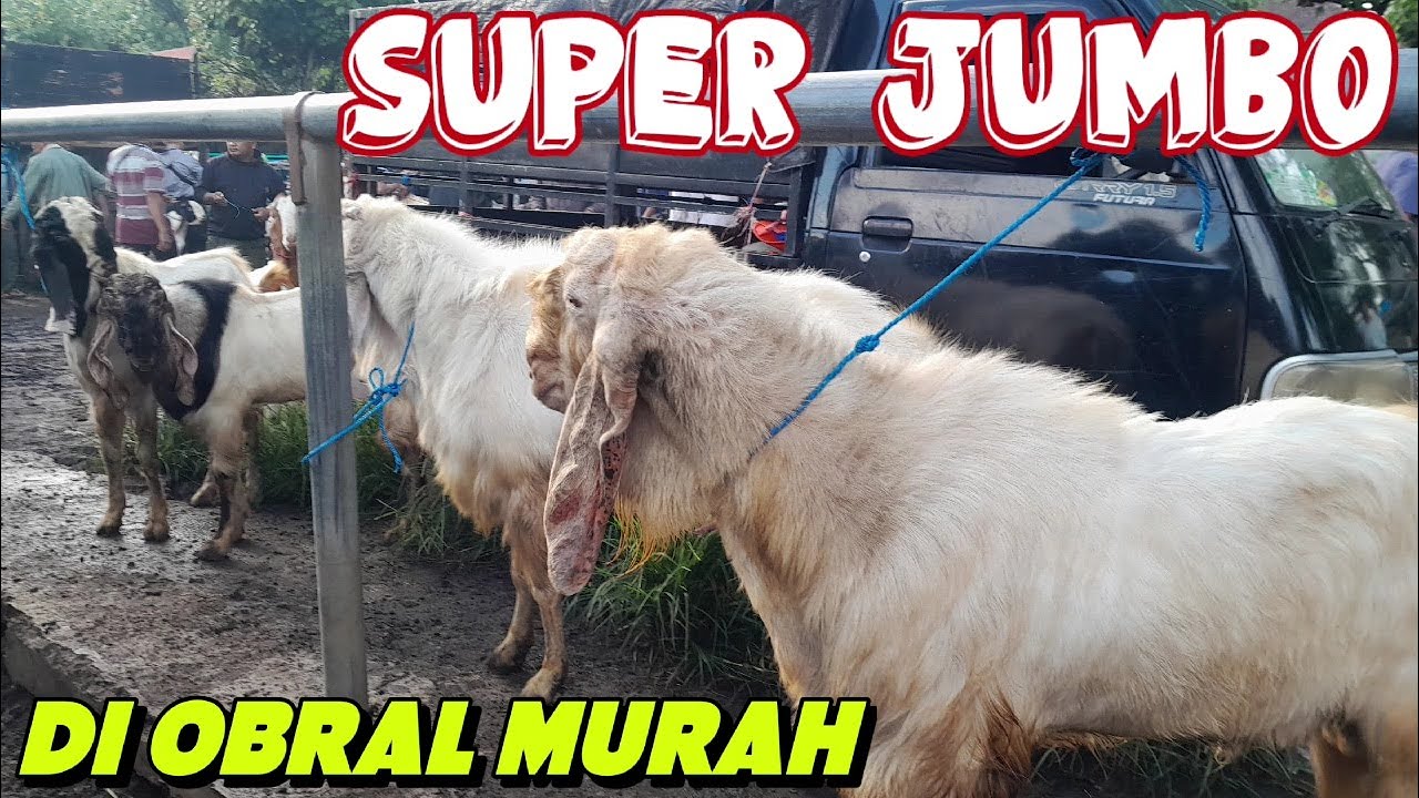 OBRAL JUMBOAN‼️HARGA KAMBING HARI INI DIPASAR DAMPIT MALANG JATIM