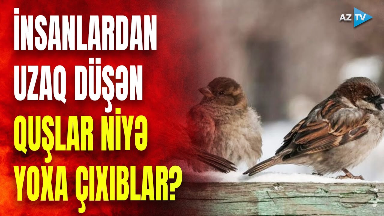 Azərbaycanda bu quşlar təbiətdə yoxa çıxır: nəsilləri kəsilir?