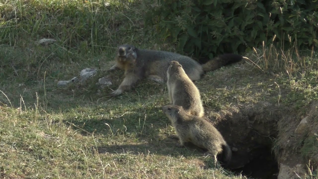 Marmottes et marmottons