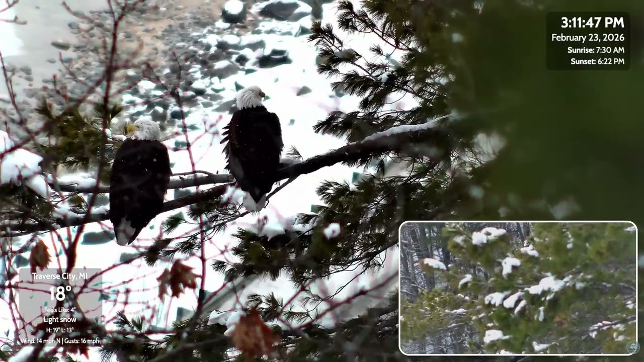 Great Lakes Bald Eagle Cams~ 2-23-2026 🦅 Harry with prey, fights with Harriet; Mating & more!!