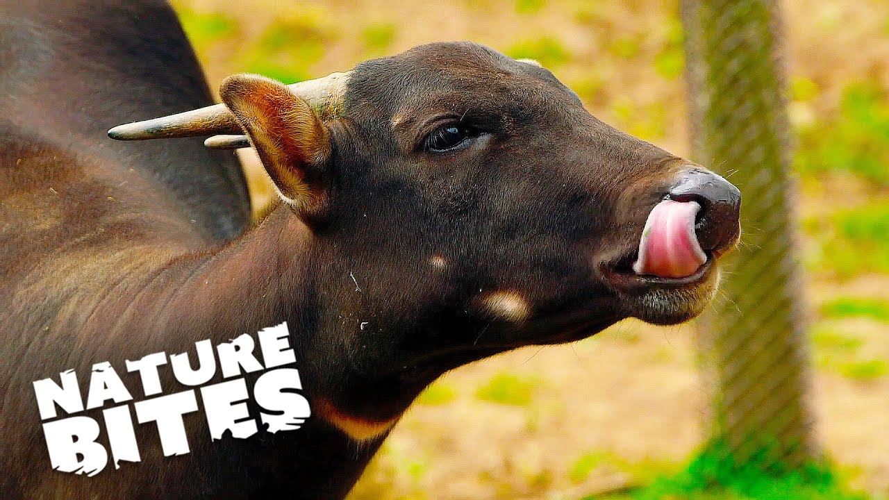 Anoa The Coolest Animal You Didn't Know Existed | Nature Bites