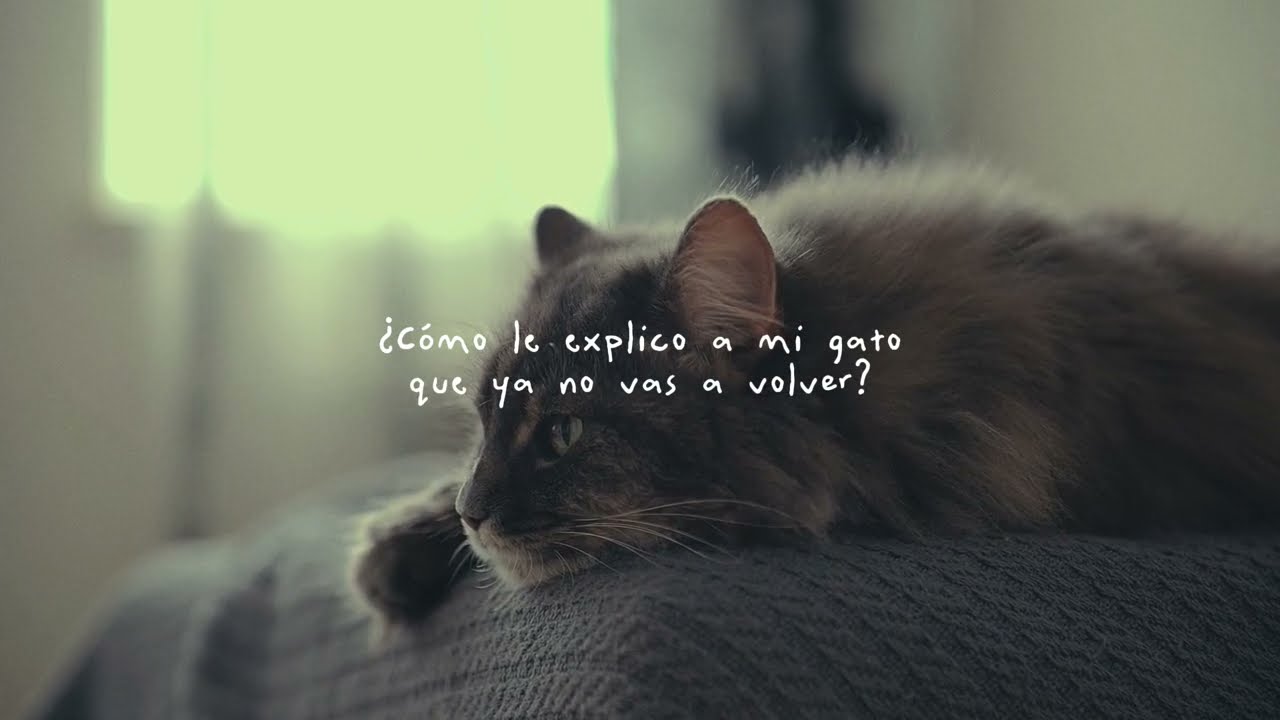 Ricky Cast - ¿Cómo le explico a mi gato que ya no vas a volver? (Lyric Video)