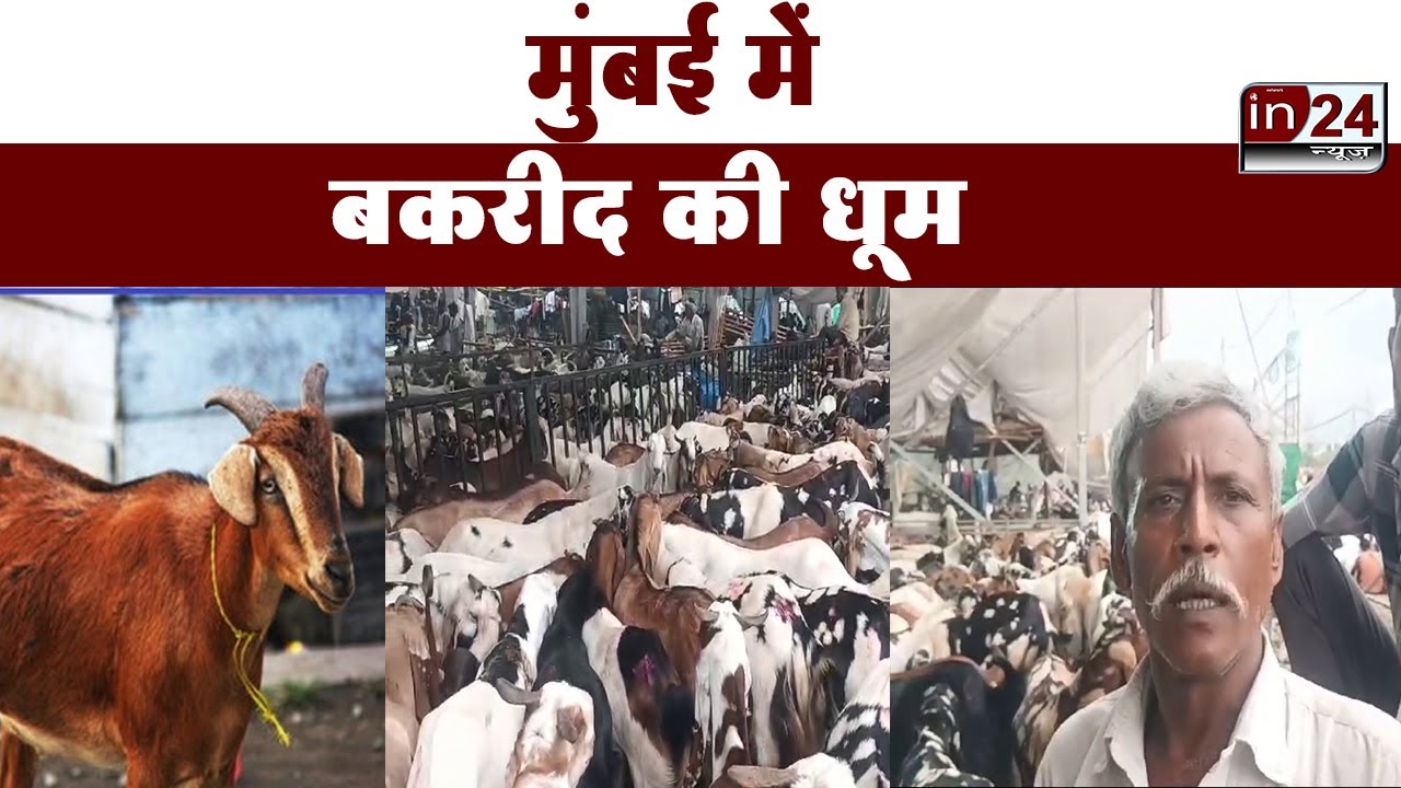 Bakrid 202: बाजारों में शुरू हुई बकरों की बिक्री और खरीद | in24news