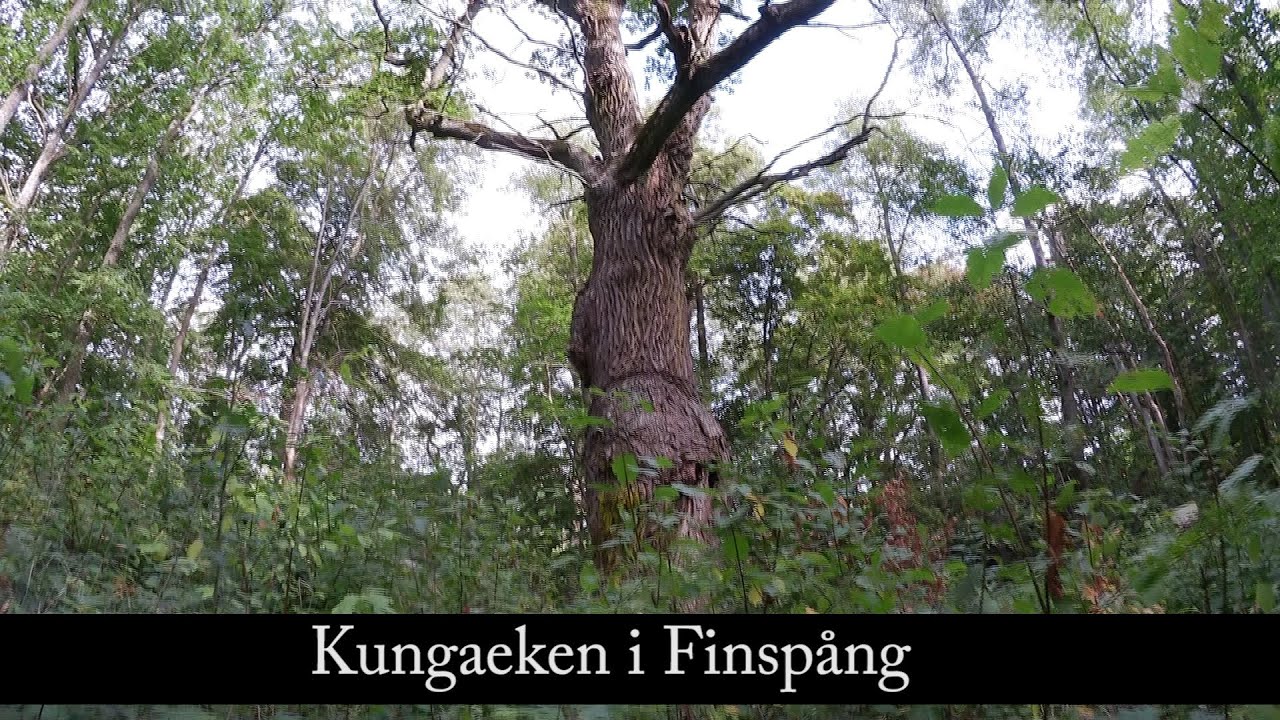 Kungaeken i Finspång