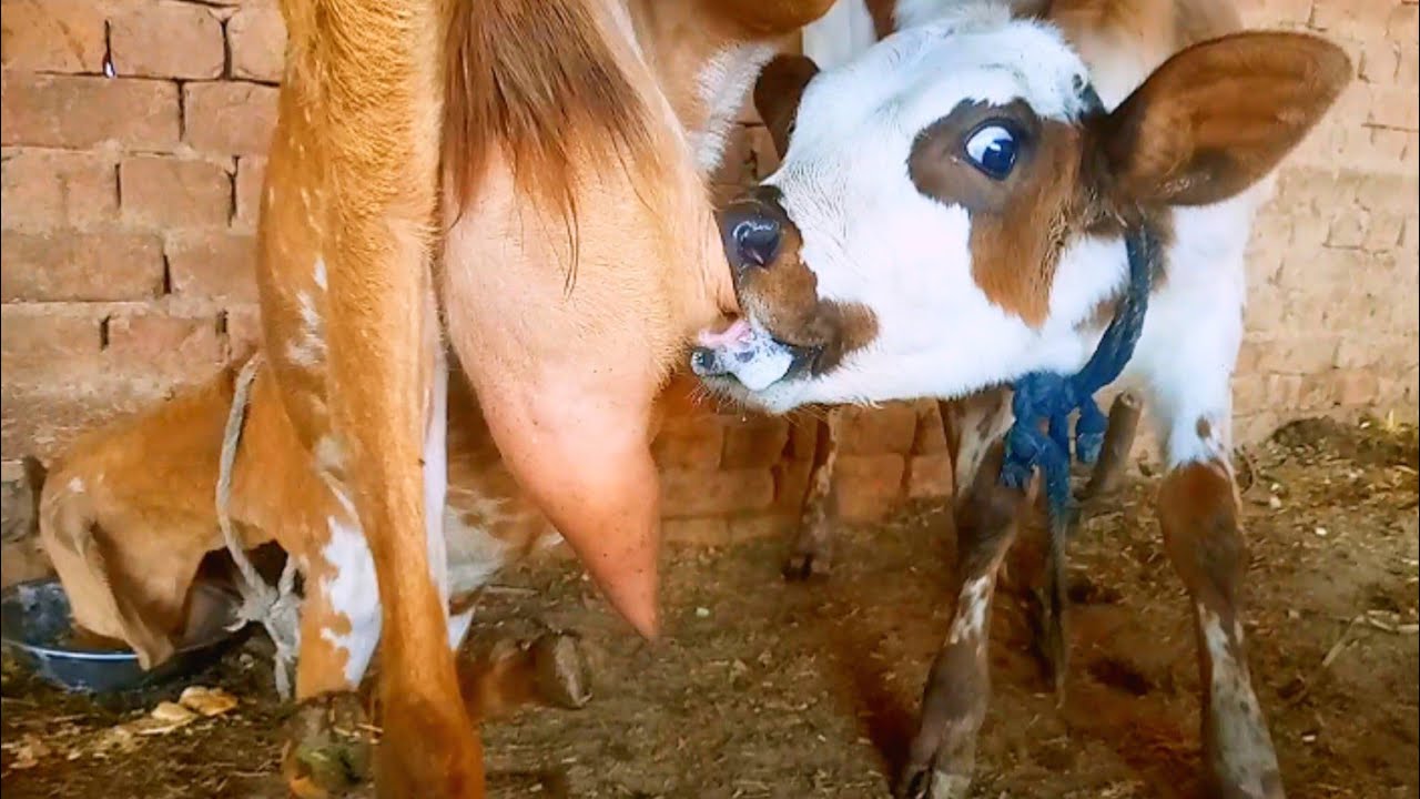 Goat Milking Daily vlog Latest Video 2026🤪