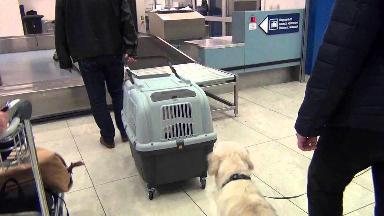 DOG TRAVELS BY AIRPLANE