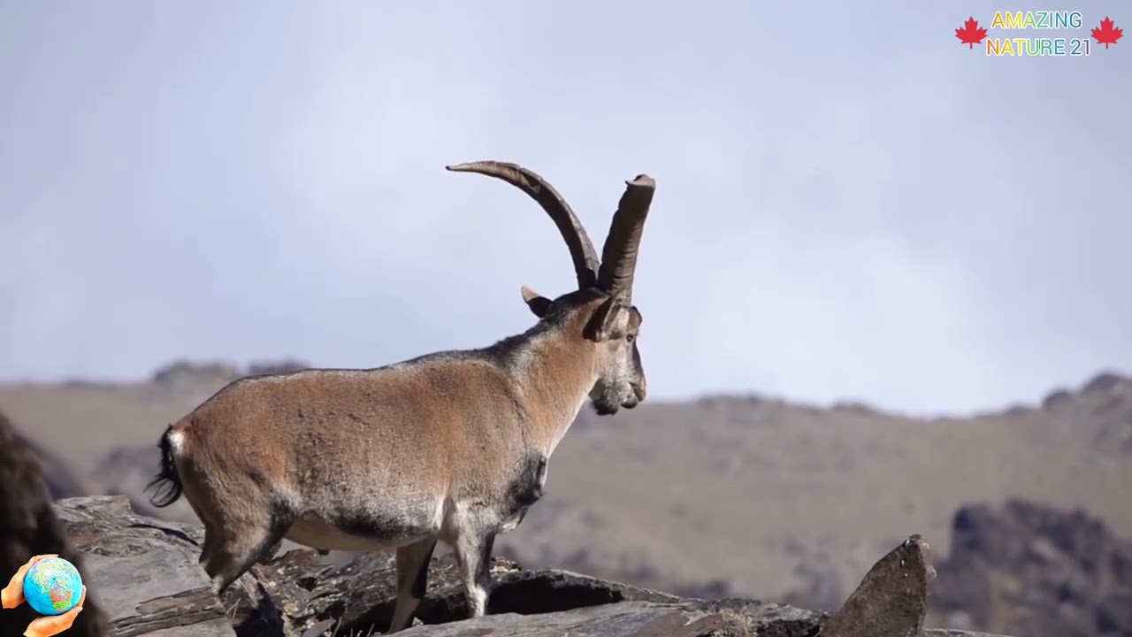🦌 TYPES OF HORNS IN THE ANIMAL KINGDOM 🐏