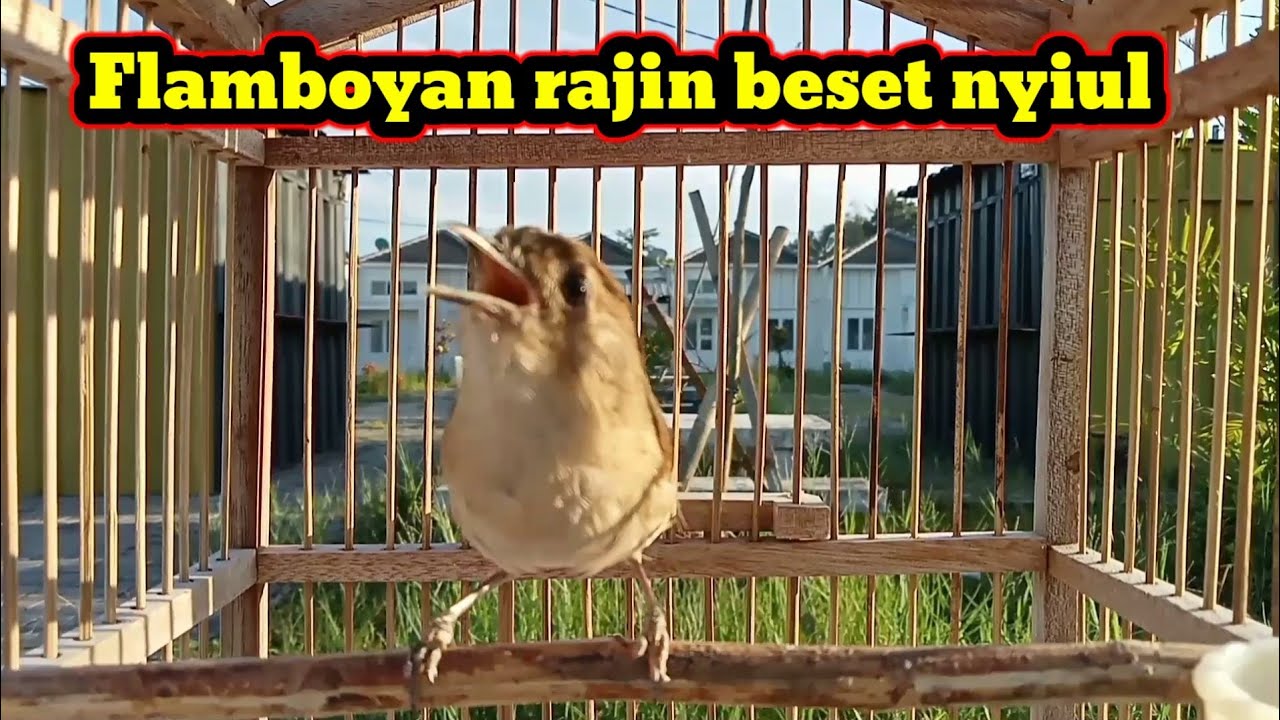 Flamboyan gacor nyerecet nyiul