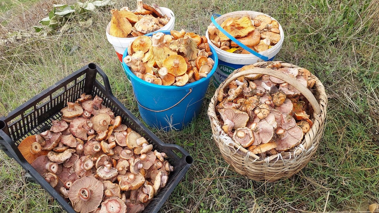 Mantar Sezonuna Hızlı Başladık