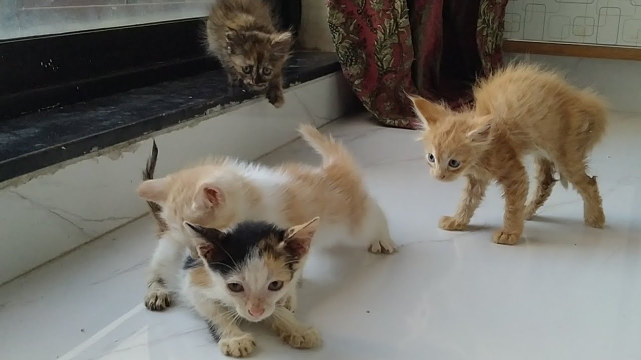 Feral Kittens Introduction 1 Kitten Fighting And Biting Her Other 2 Hissing & Spitting At Her