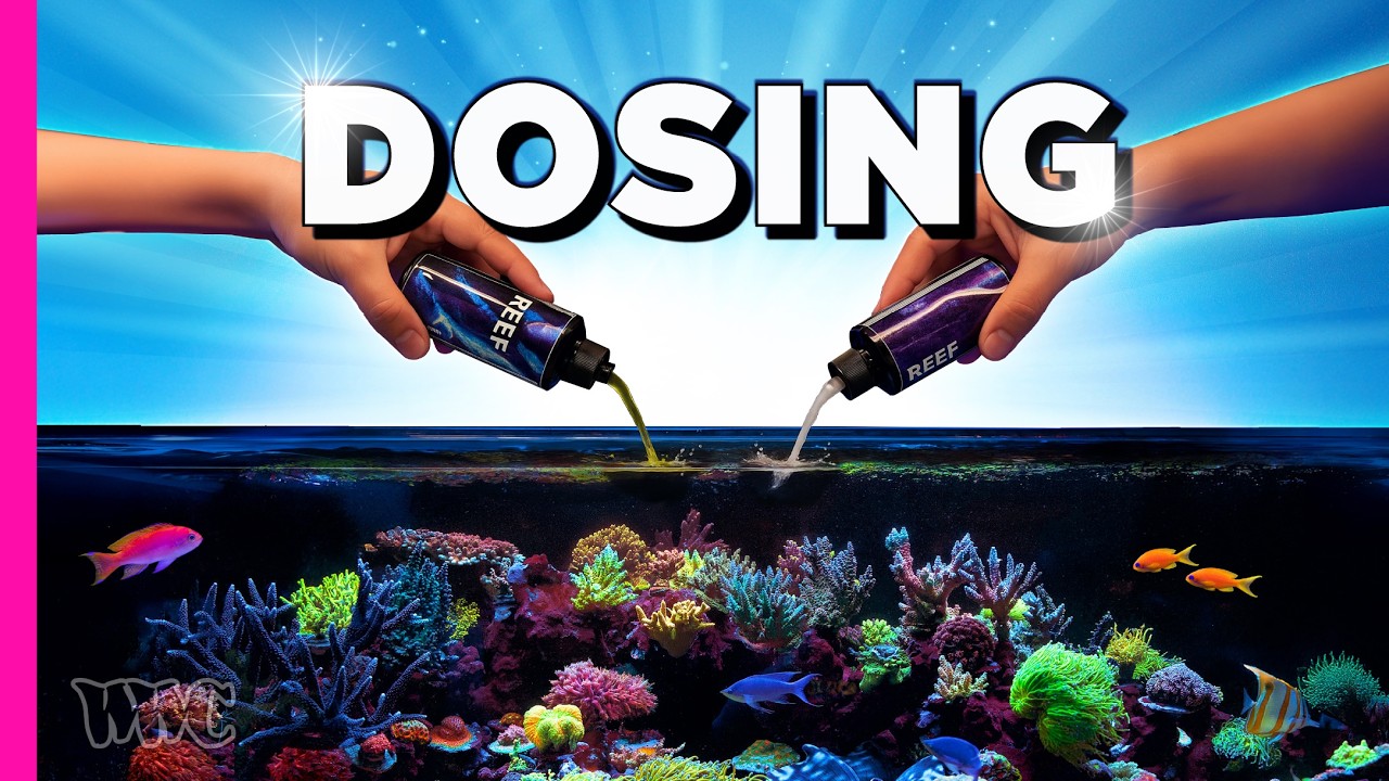 Should I Be Dosing?
