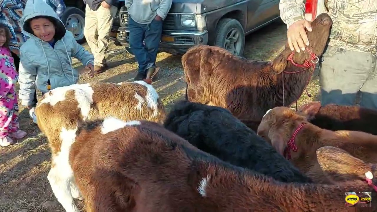 PLAZA GANADERA-PESANDO TOROS-BORREGOS-CERDOS -CHIVOS  Y MAS-DON ERAZMO DE 90 AÑO..