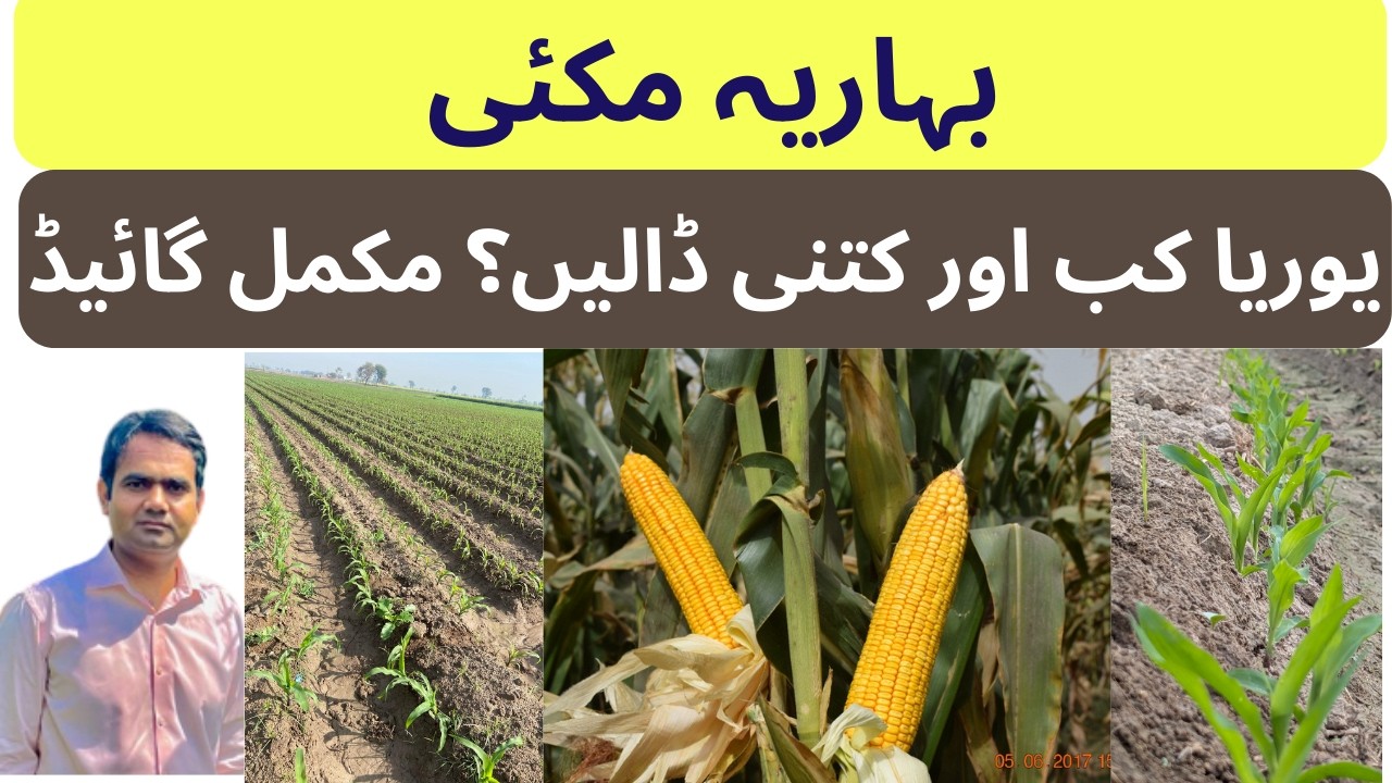 Maize Nitrogen Management ( بہاریہ مکئی میں نائٹروجن یا یوریا کب اور کتنا ڈالنا چاہیے)