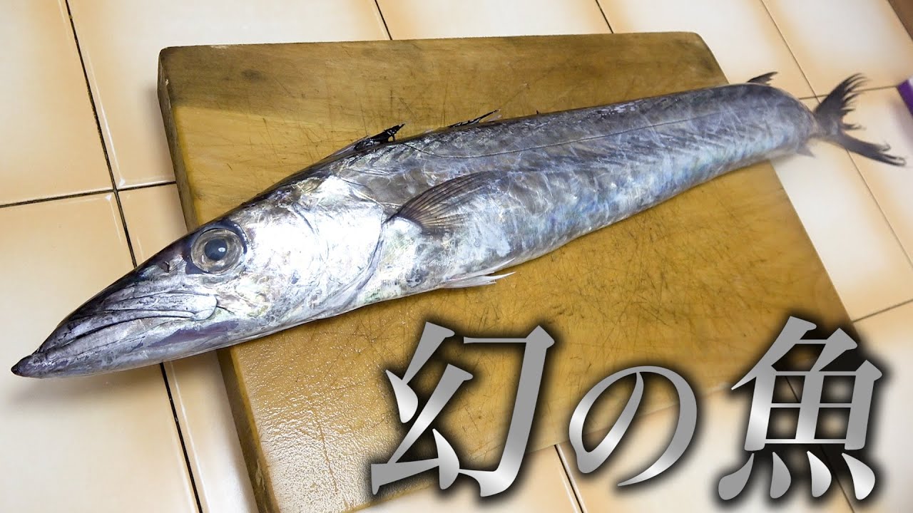 滅多にお目にかかれない激レア魚！皮めにはゴリゴリの骨！食べにくいが味は絶品？！
