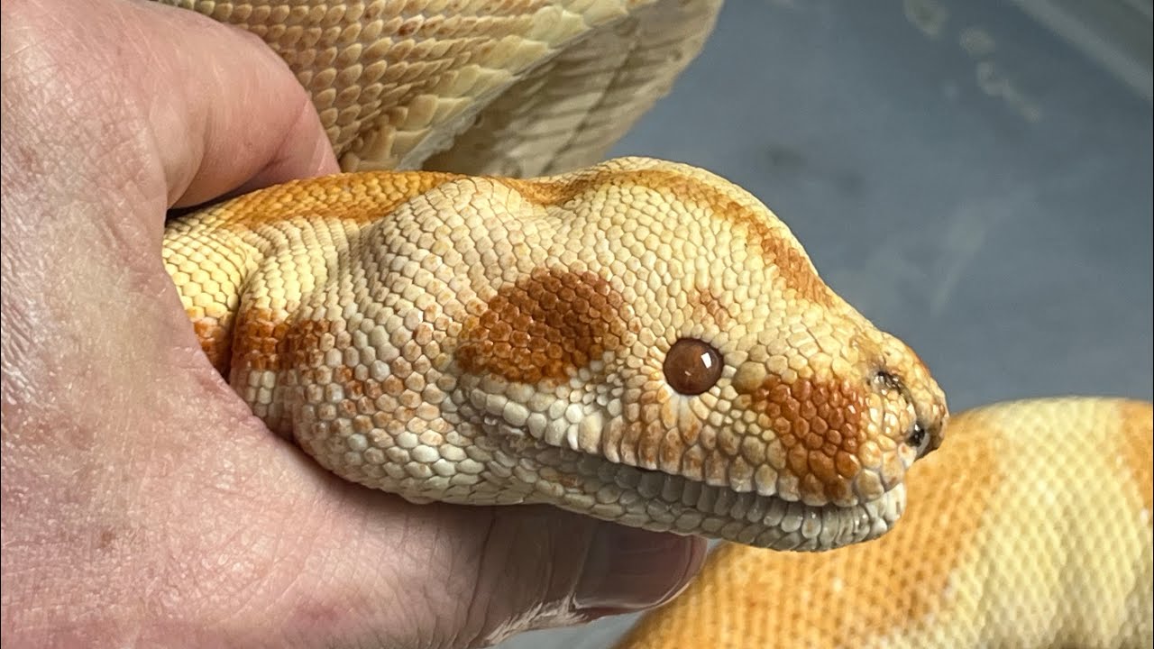 Another Reptile Rescue, Sylvester Update, these are a Challenge Part 1.