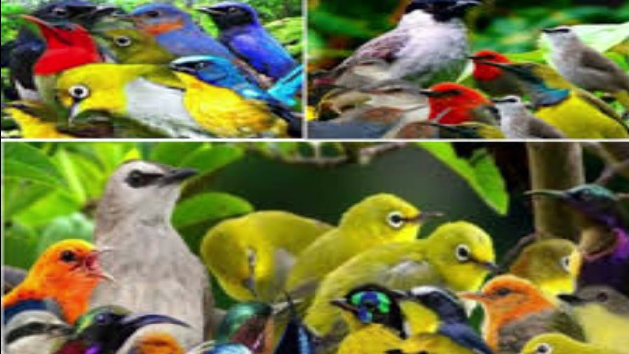 BURUNG RIBUT ANTI ZONK MP3 GACOR