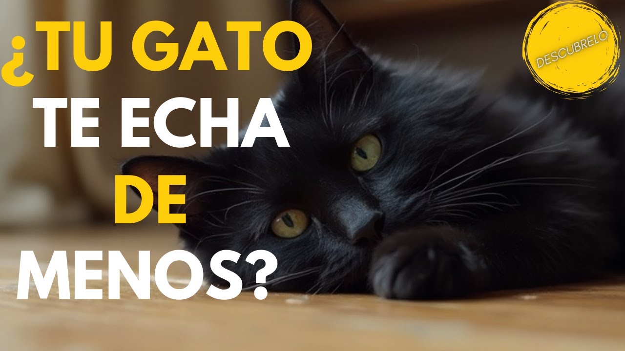 DESCUBRE si tu GATO te echa de menos