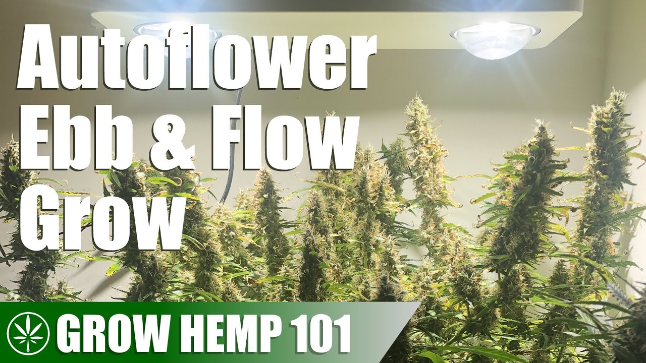 Autoflower Ebb & Flow Grow from Seed to Harvest