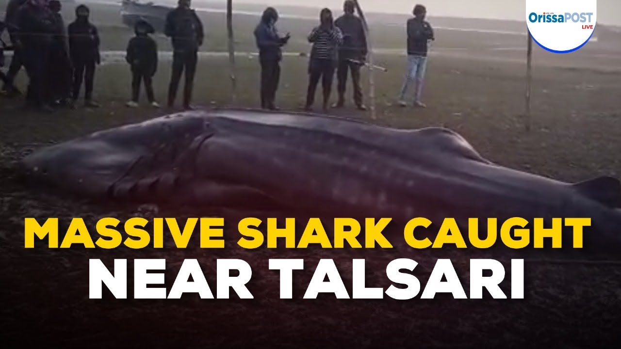 Giant 50-Quintal Shark Caught Near Talsari Beach, Balasore | 30-Foot Sea Monster Stuns Locals