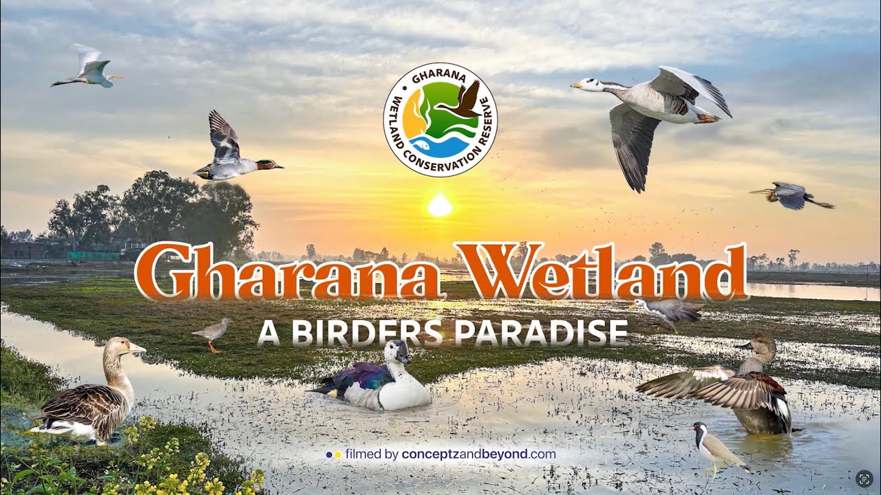 Gharana Wetland Jammu