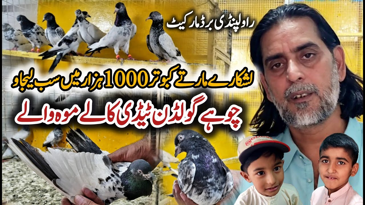 Rawalpindi kabootar Market || pigeon wholesale market || 0318-420-7752