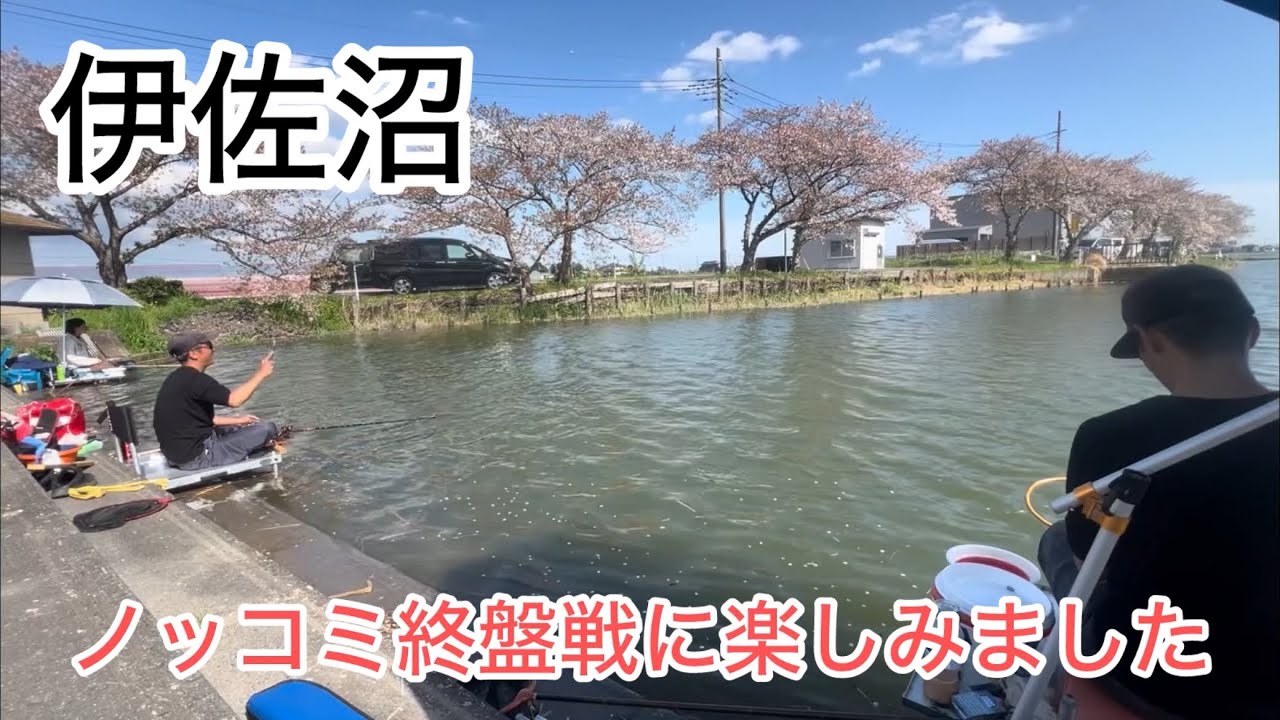 伊佐沼でへらぶな釣り！ノッコミ終盤戦！まだまだ釣れるぅ〜楽しかった！