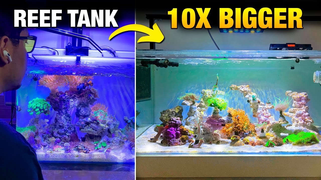 I Built My DREAM Reef Tank – 10X Bigger Than Before!