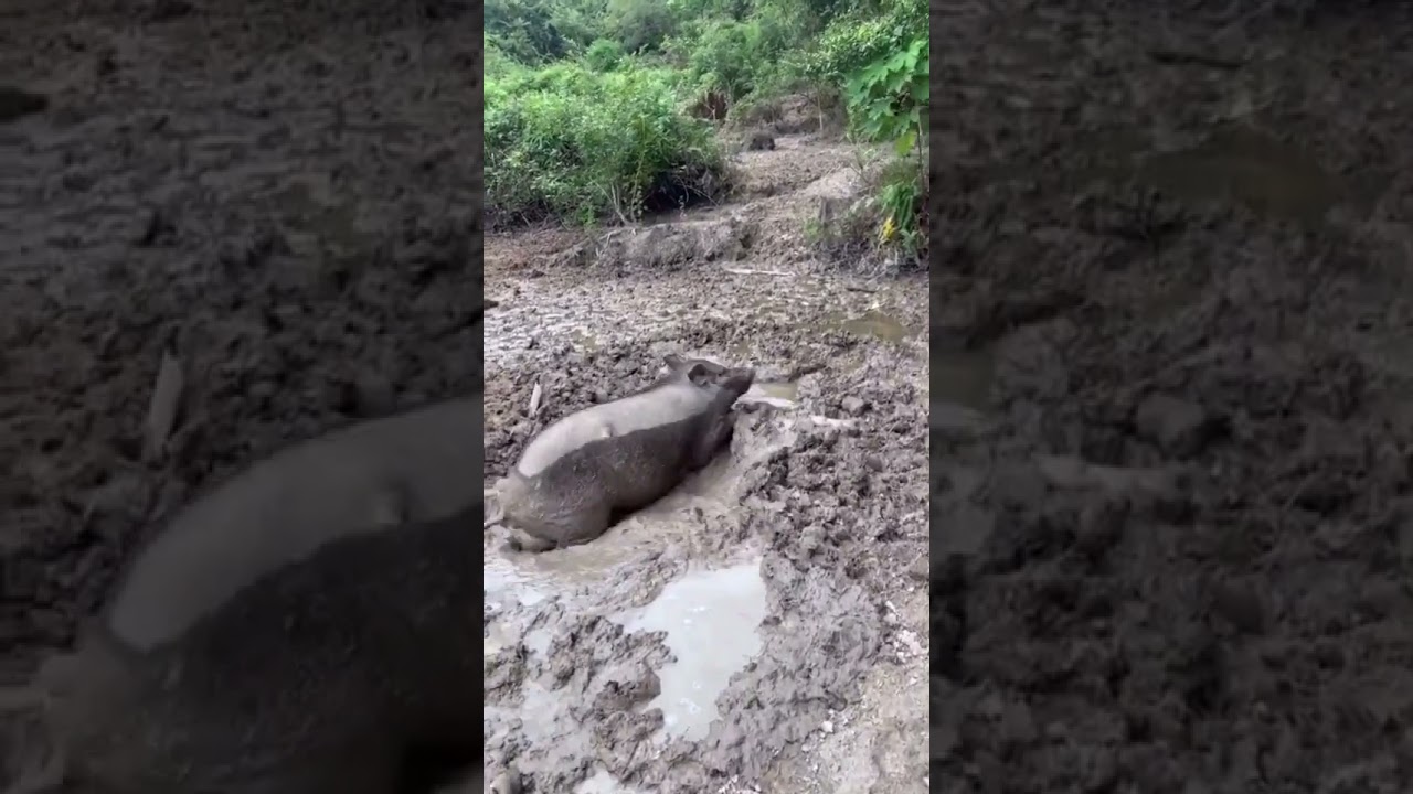 Happy Pig takes his daily mud bath!!! 