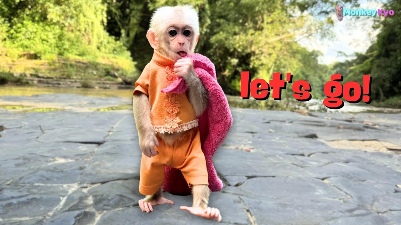 Monkey Kyo is eager to bathe in the leaves that grow on the mountain top!