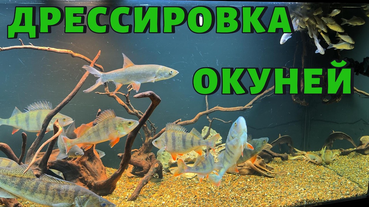 ДРЕССИРОВКА ОКУНЕЙ. НАЧАЛО