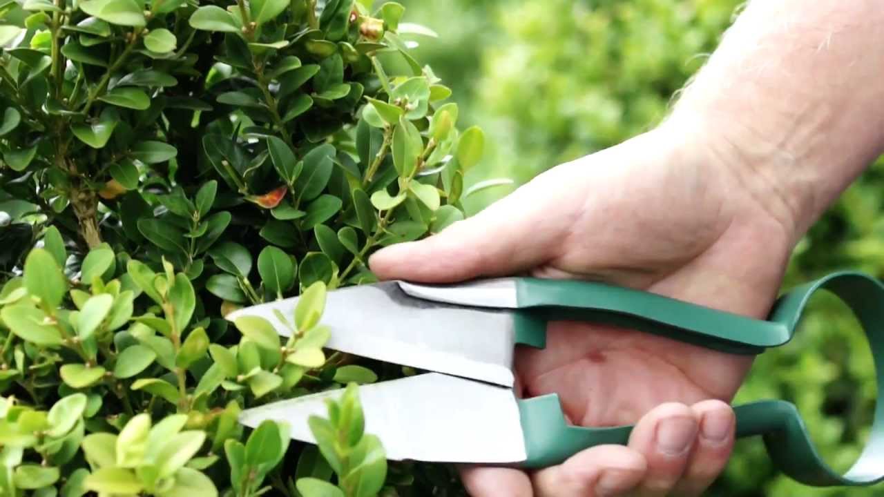 Burgon & Ball Topiary Care