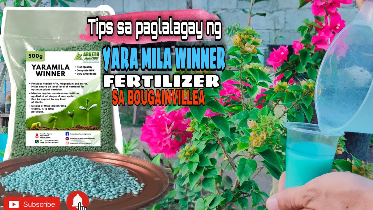 BOUGAINVILLEA FERTILIZER | YARA MILA WINNER | EFFECTIVE KAYA?