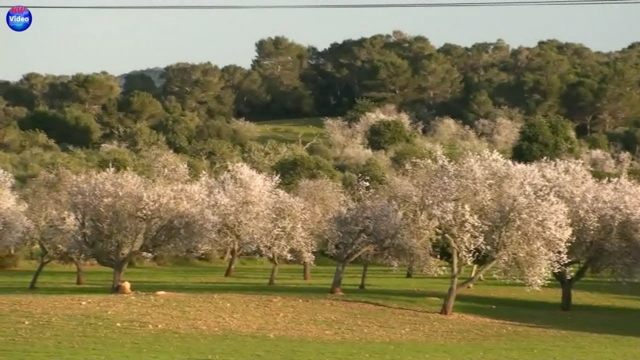 Mandelblüte auf Mallorca