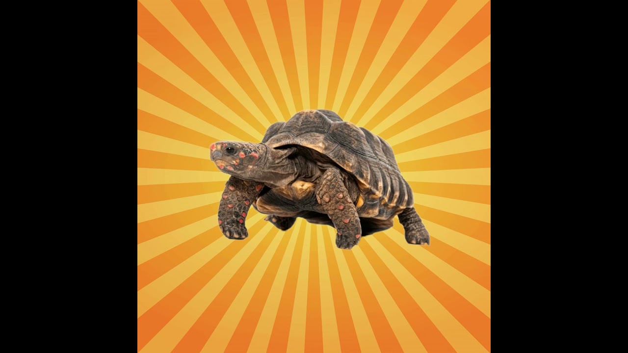 La tortue charbonnière à pattes rouges est optimiste !