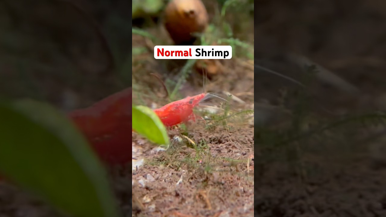 So Many Shrimp! # Shrimp # aquarium # colors