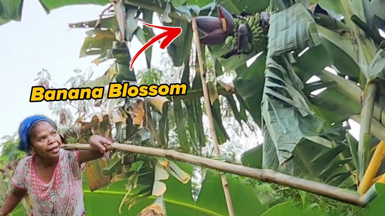 EP71 BAGONG PAMILYA NA KATUTUBO AMING NATUKLASAN SA GITNA NG KABUNDUKAN NAKATIRA