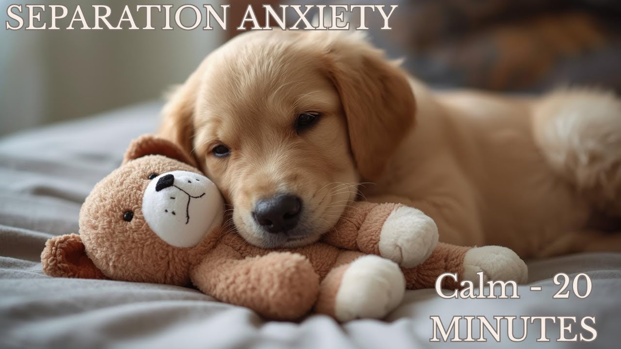 Music for DOGS with SEPARATION ANXIETY-  CALM in 20 MINUTES