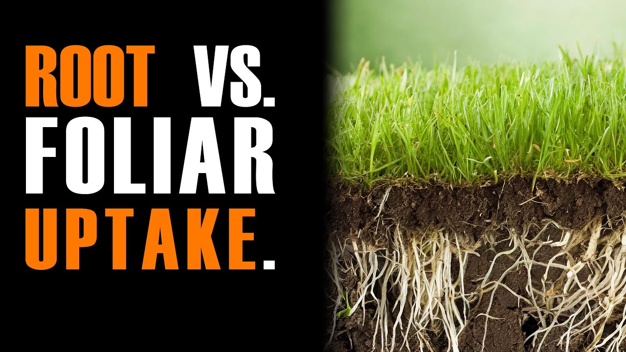 Speculations on Root vs. Foliar Nitrogen Uptake