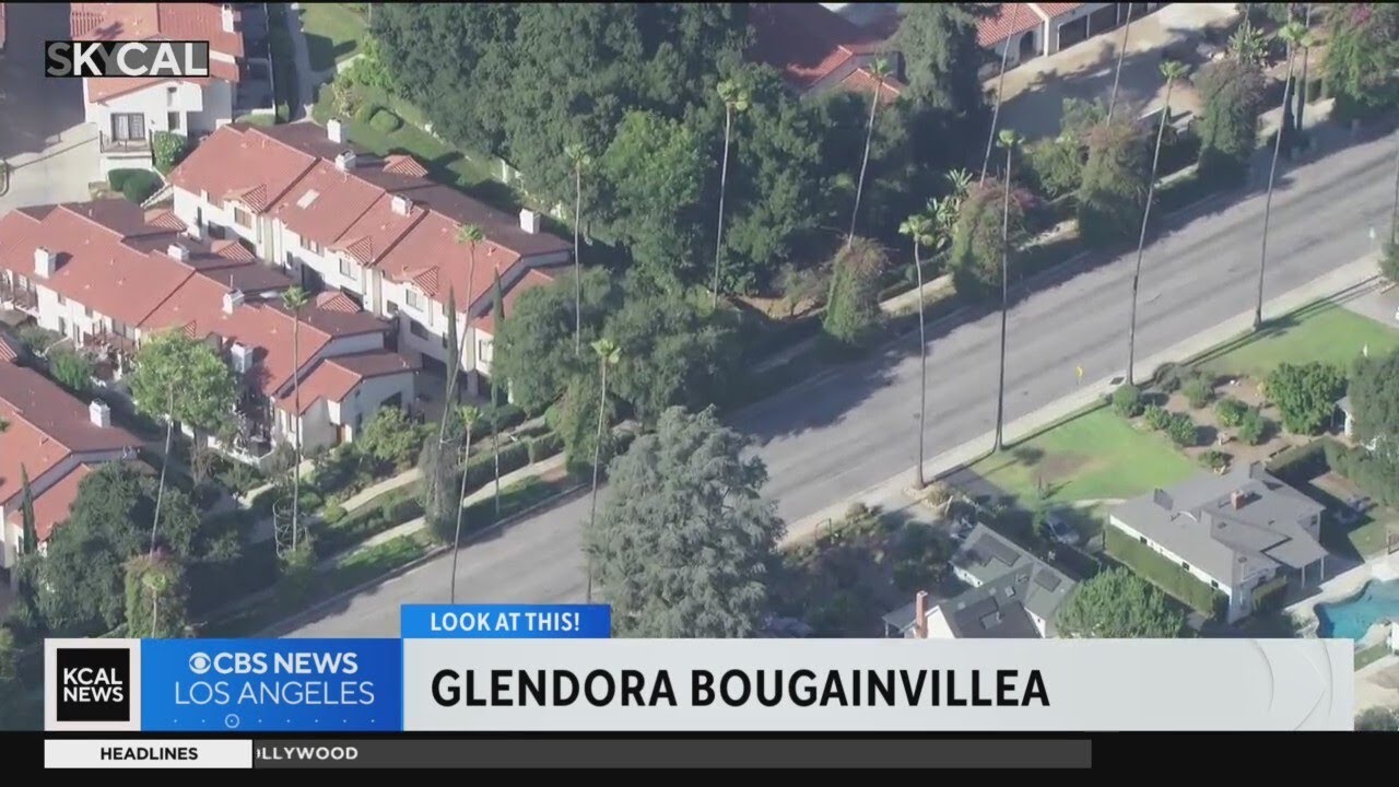 Glendora Bougainvillea | Look At This!