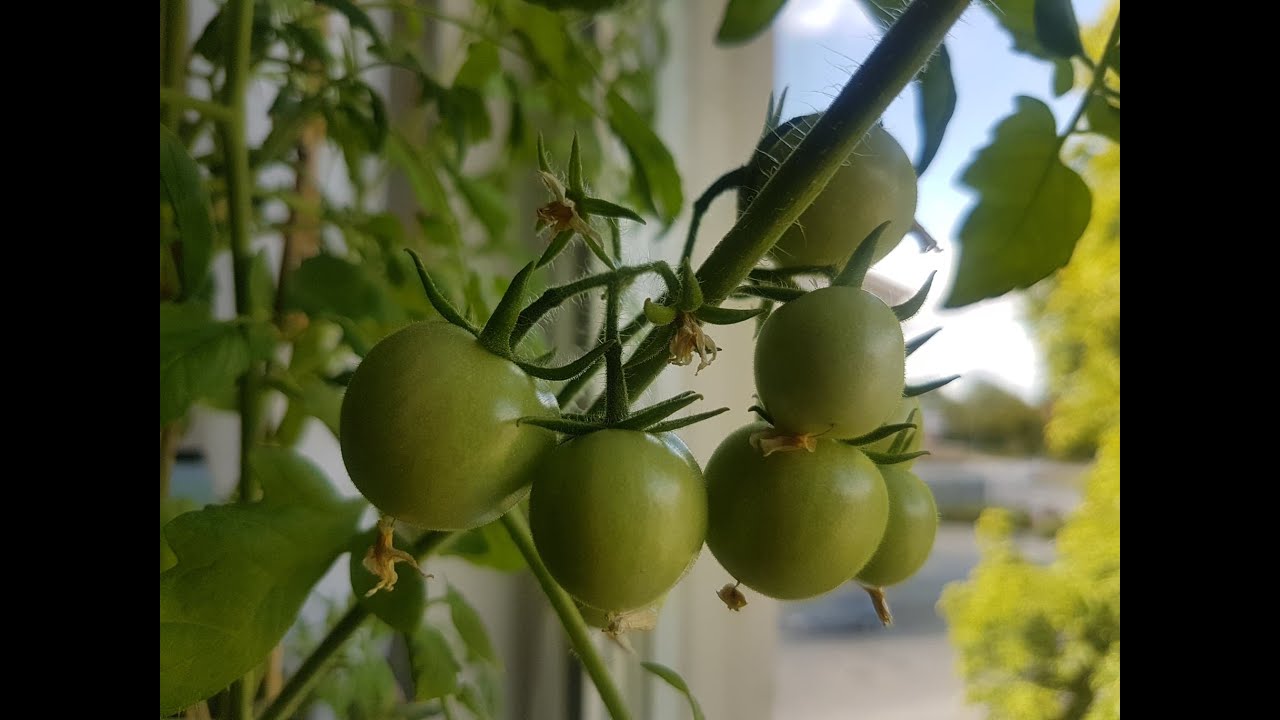 Indoor Tiny Tim Tomatoes_Update 2 (Flowering and fruiting)
