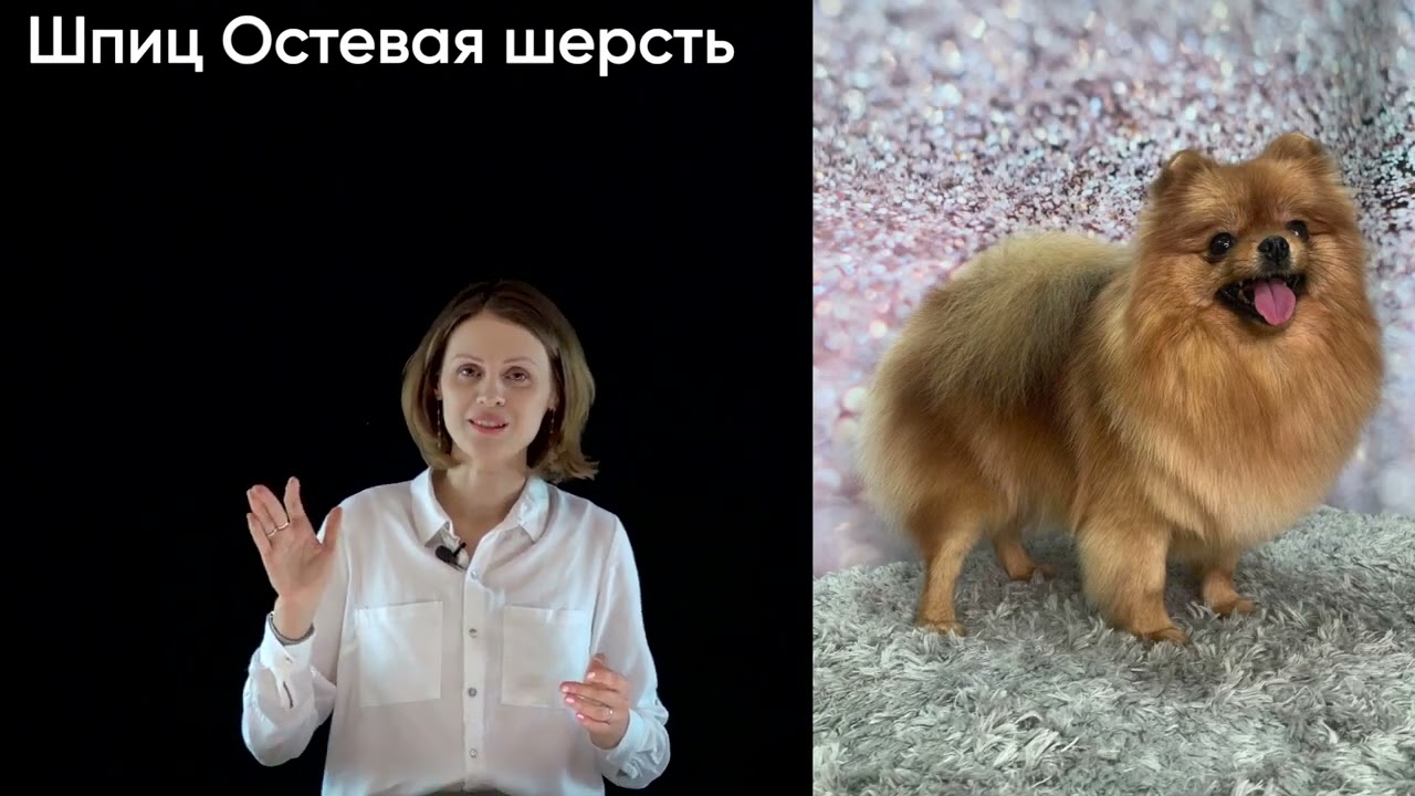 ✂️Профессия ГРУМЕР: плюсы и минусы🐩