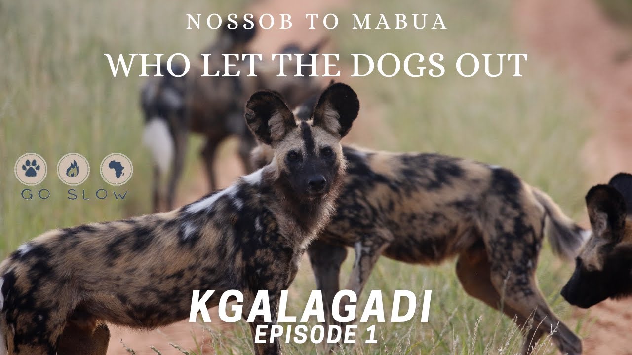 KGALAGADI | NOSSOB TO MABUA | WHO LET THE WILD DOGS OUT | Episode 1